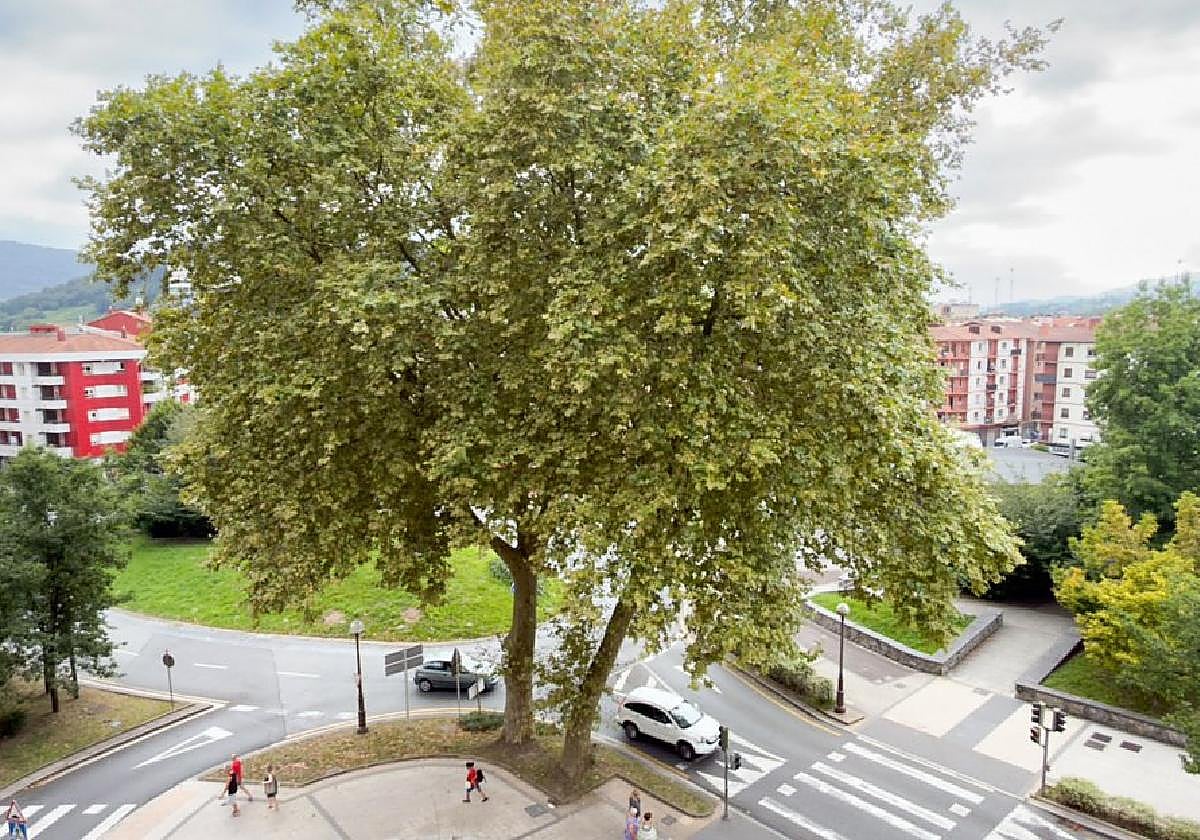 Una de las actuaciones pendientes es la retirada de un nido de avispas en el platanero ubicado en Donostia etorbidea.