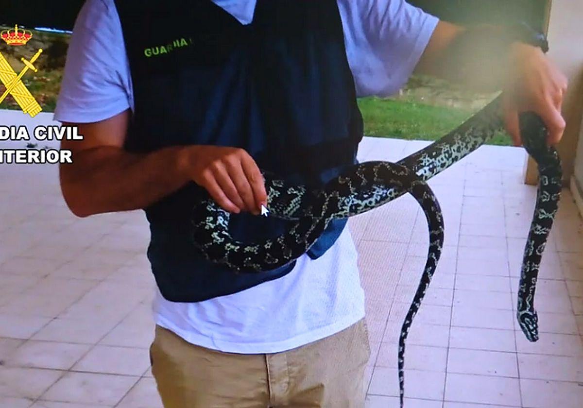 Un agente de la Guardia Civil sujeta la pitón.