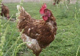 La extraña invasión de gallinas que sufre una ciudad frecuentada por miles de vascos en verano