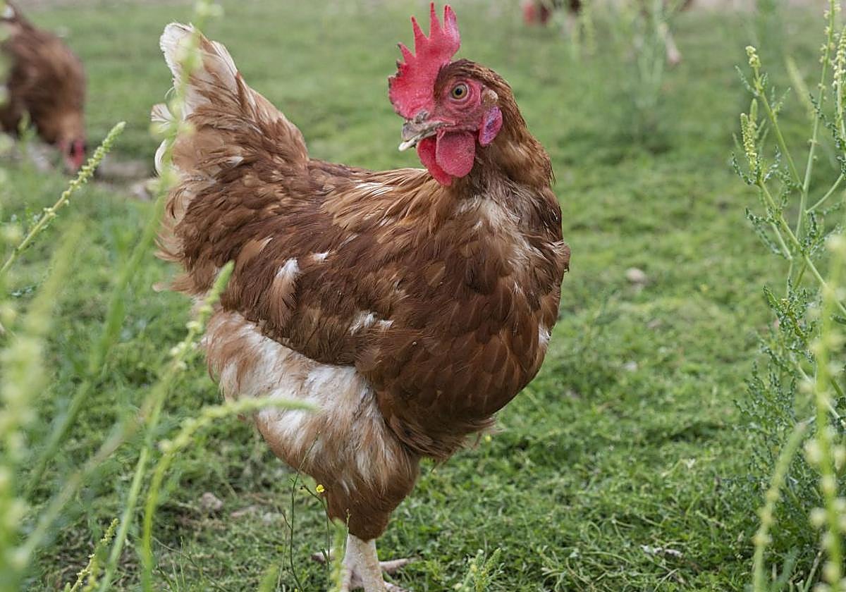 La extraña invasión de gallinas que sufre una ciudad frecuentada por miles de vascos en verano