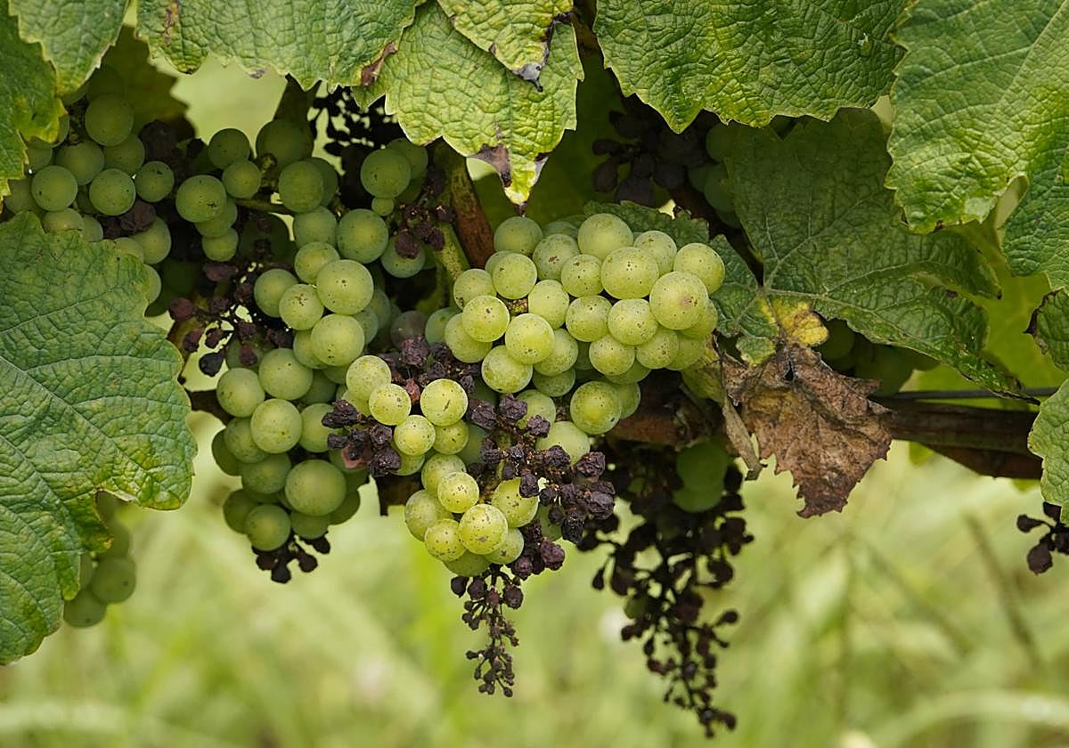 Racimos de uva dañados en una bodega guipuzcoana.