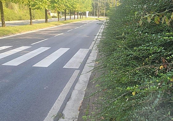 Maribel nos envía esta foto del paseo Mikeletegi de Miramon y dice: «A la altura de la rotonda de acceso a Viralgen y Tecnalia, es imprescindible que se poden los arbustos de este paso de peatones. Las zarzas, algunas con pinchos, imposibilitan un paso seguro por la acera, obligando al viandante a andar por la carretera, lo que supone un peligro».