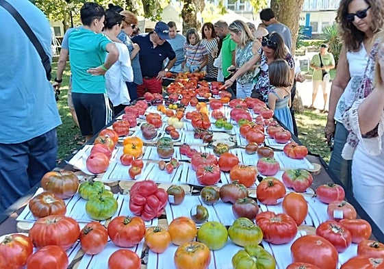 Variedades de tomate que han participado en la Feria Nacional del Tomate.