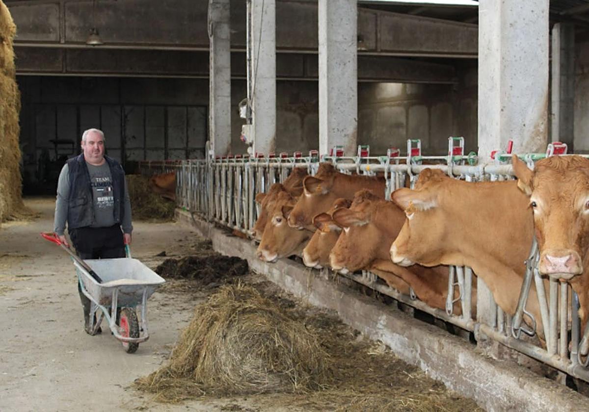 Explotación ganadera en Azpeitia.