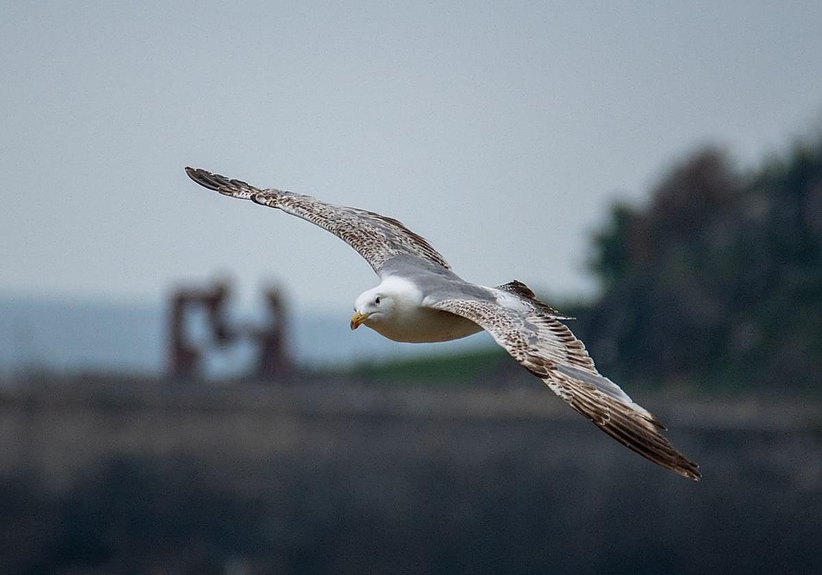 Gaviota sobrevolando la playa de la Zurriola, al fondo la escultura de Jorge Oteiza «Construcción Vacía»
