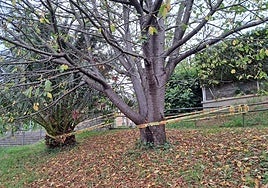 Escribe José Ramón I.: «Se deja a la imaginación de los vecinos del parque de Amasorrain (Añorga) el descubrir la razón de la colocación de las cintas de no pasar. Si hay un peligro de caída de árboles o de barandado hay que solucionarlo lo antes posible, y poner una cinta lo que apacigua únicamente es la conciencia de los que saben lo que ocurre».