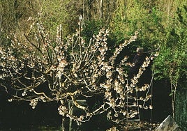 Una de las fotos que conforman 'Gereziondoa' y podrá verse desde mañana en el palacio Arizkunenea.