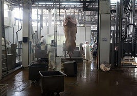 Imagen del sacrificio de un toro en el matadero Mafrido en Donostia.