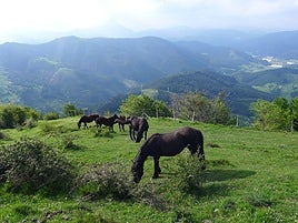 Mamuten garaiko zaldiak esan ohi zaie pottokei.