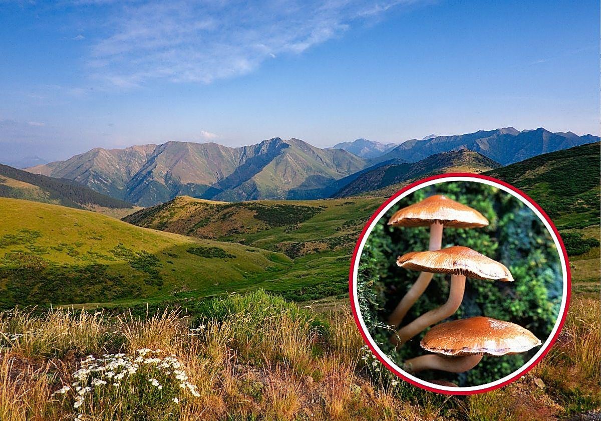 Un alcalde de los Pirineos estalla contra los excursionistas que van a recoger setas: «No me importa si no pueden pasar»