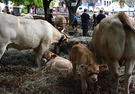 El mejor ganado vacuno pirenaico volverá a verse en Elizondo.