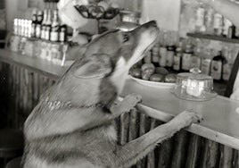 Este perro, más que un bozal, parece pedir una consumición.