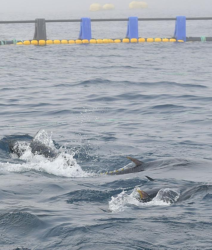 Imagen secundaria 2 - «Nuestros 80 atunes comen 700 kilos de sardina al día»