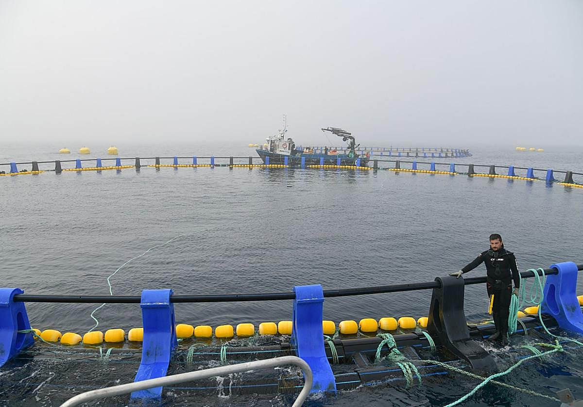 Las dos jaulas de engorde de atunes rojos se encuentran a cuatro millas de la costa de Getaria y tienen 50 metros de diámetro.