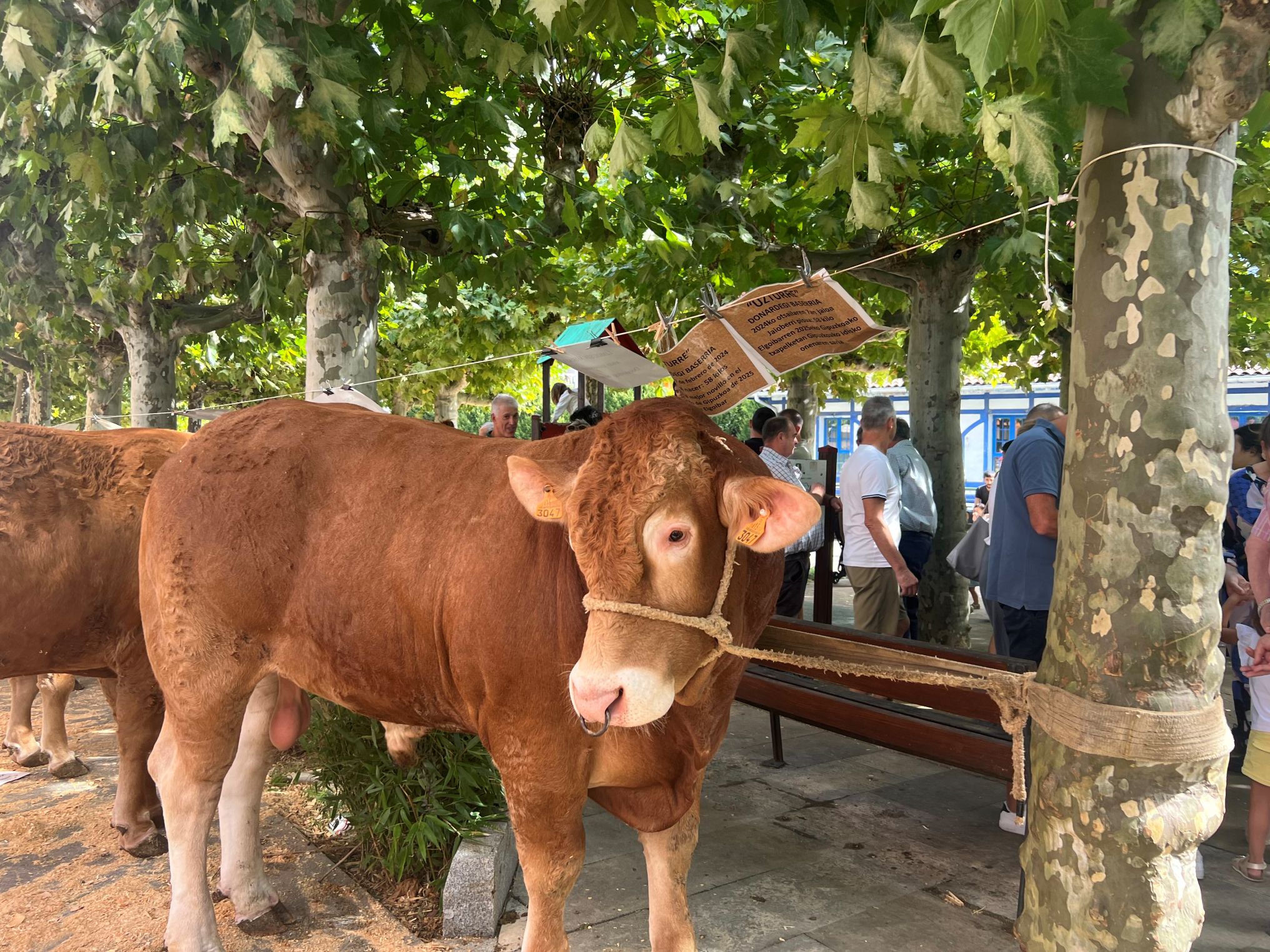 Santa Anastasia llena de vida Urretxu