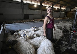 El esquilador Mikel Gálvez entre las ovejas de un establo de Eskoriatza.
