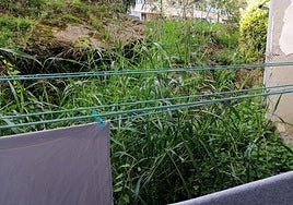 Una vecina de Buenavista se queja de que «si no llamas al Ayuntamiento para decirles que las hierbas de su jardín te entran por la ventana, se olvidan de que el barrio de Buenavista pertenece a la capital. He llamado para que corten la hierba y ni caso. ¡No puedo tender la ropa!».