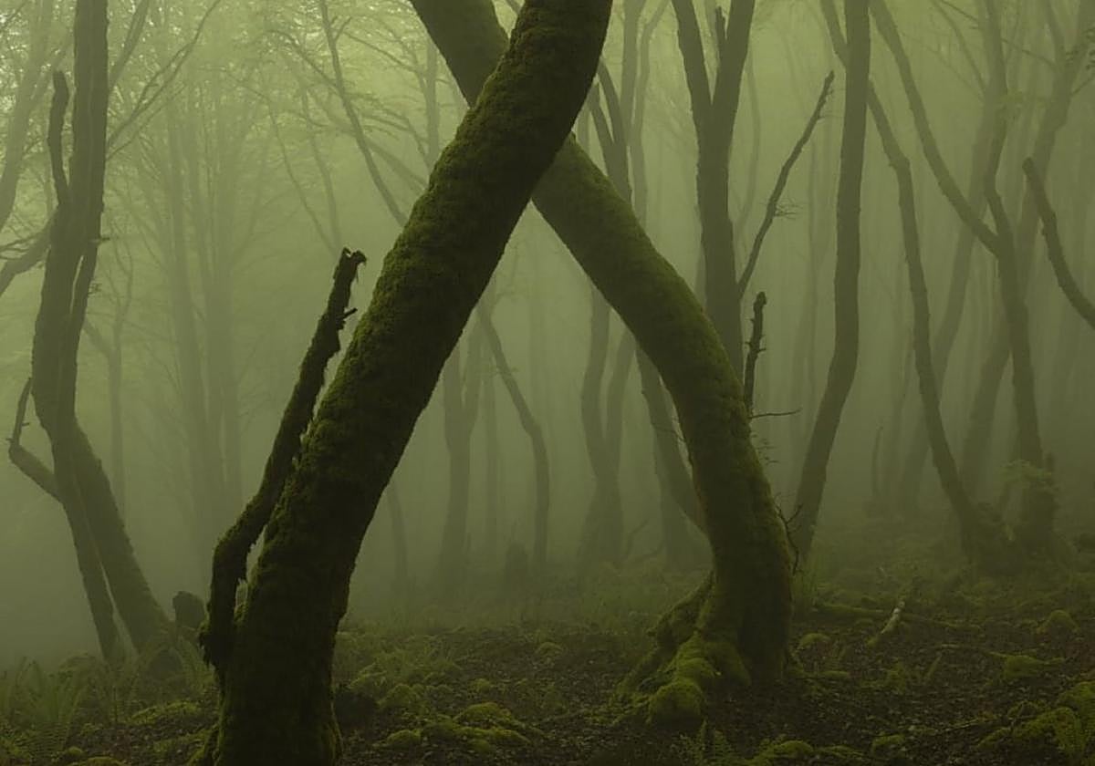 Basoak eta behe-lainoaren misterioak, Arrutiren begiradatik