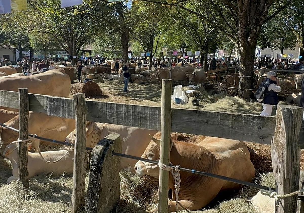 Unos 200 ejemplares de vacuno pirenaico este fin de semana en la Plaza del Mercado de Elizondo.