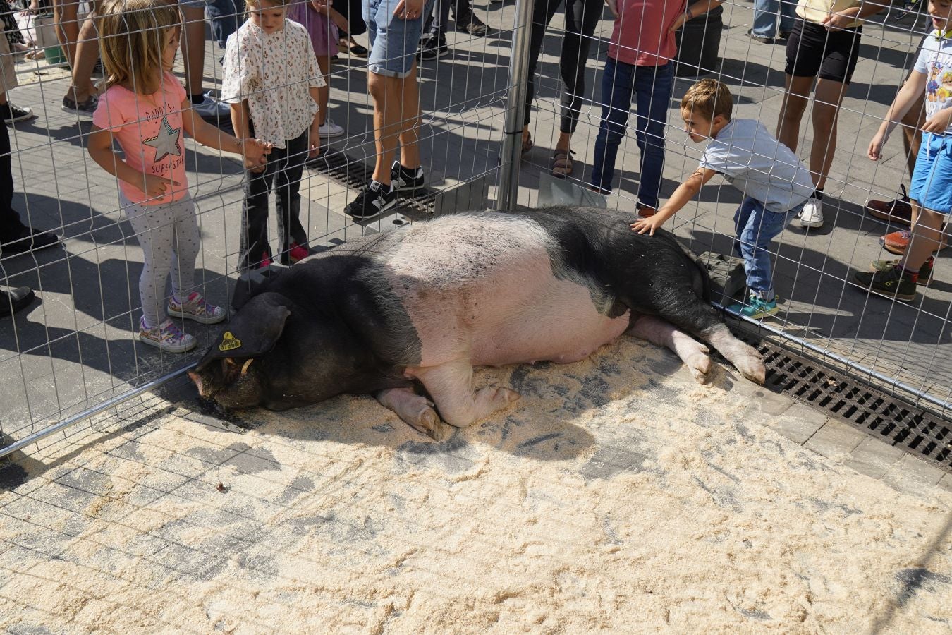 Landa-mundua Lazkaoko bihotzean: Basherri Eguna ospakizun betean