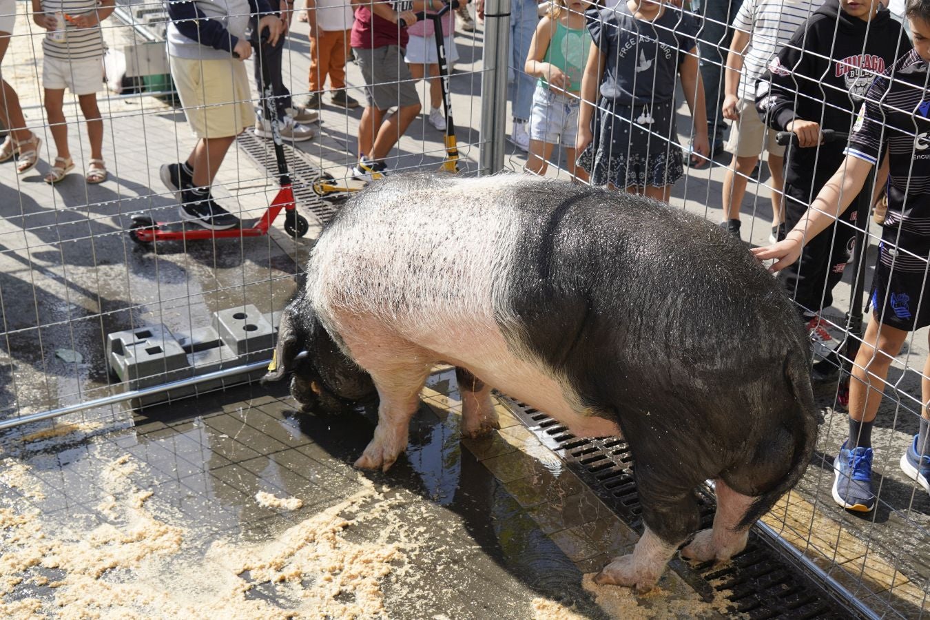 Landa-mundua Lazkaoko bihotzean: Basherri Eguna ospakizun betean