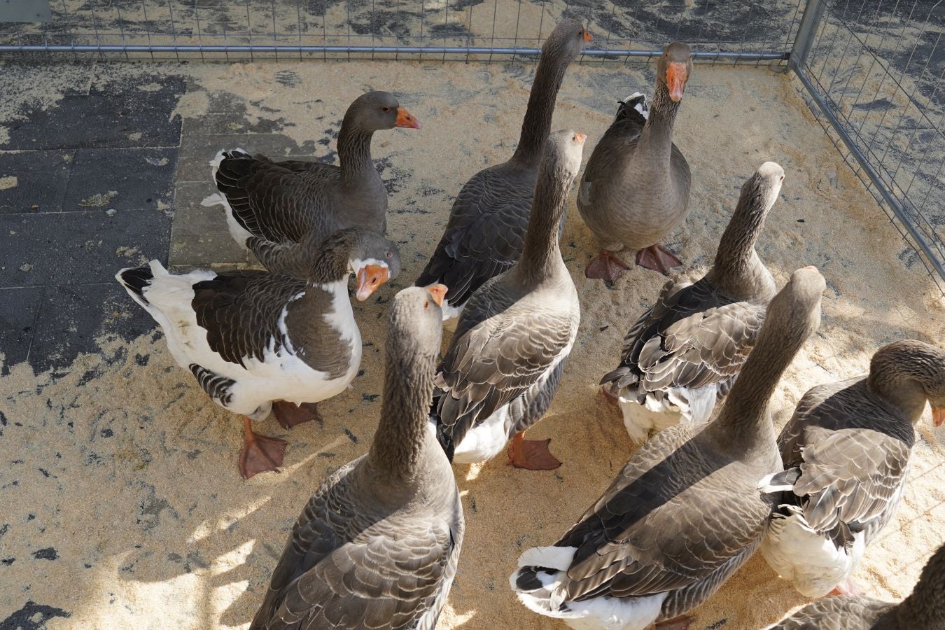 Landa-mundua Lazkaoko bihotzean: Basherri Eguna ospakizun betean