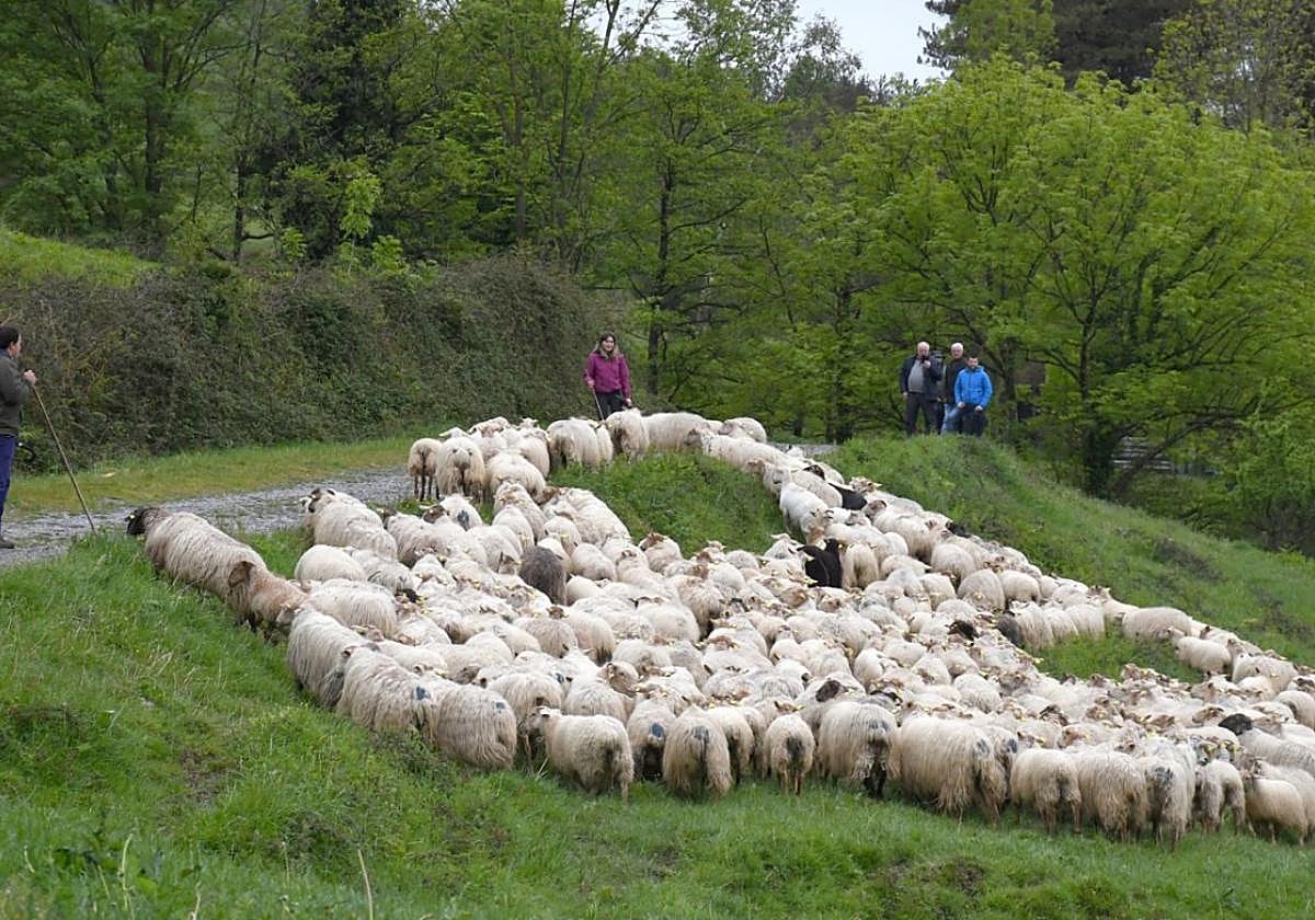 La Cofradía del Queso ha organizado una jornada especial con competiciones para los pastores para el décimo aniversario del Congreso.