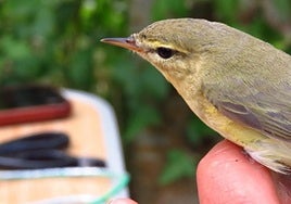 Hegaztien eraztunketa gertutik ezagutzeko saio praktikoa egingo du Euskal Kostaldeko Geoparkeak.