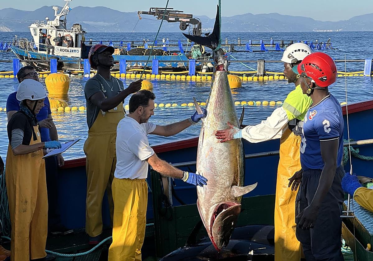Los atunes han sido sacrificados entre el jueves y ayer.