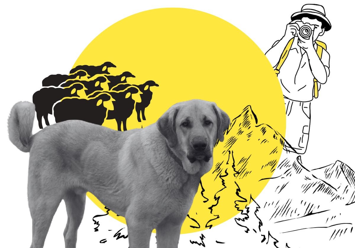 Qué hacer si... te encuentras con un mastín