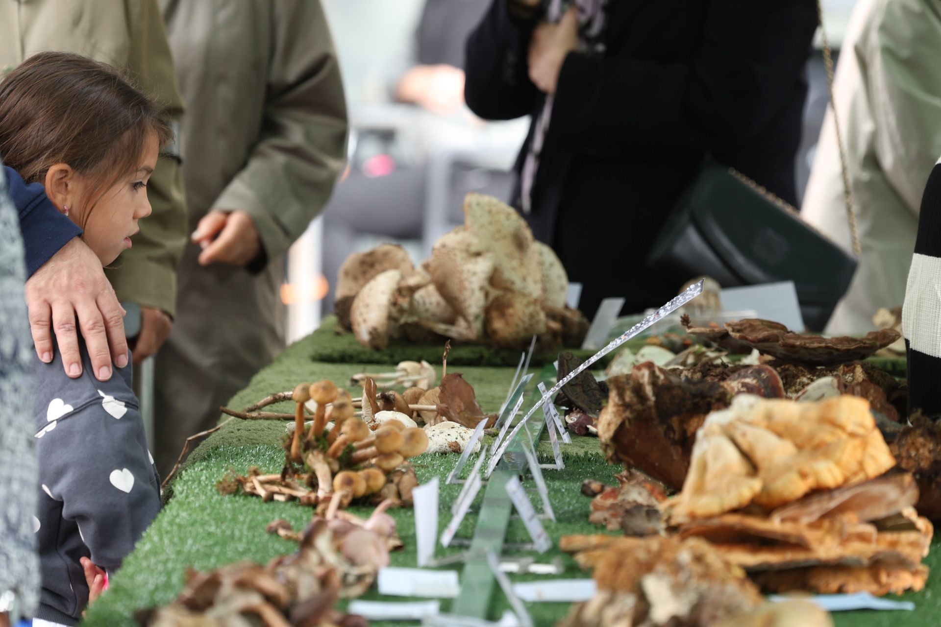 La micología reina en el barrio de Loiola