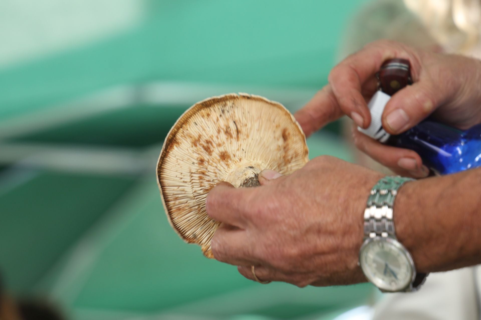 La micología reina en el barrio de Loiola