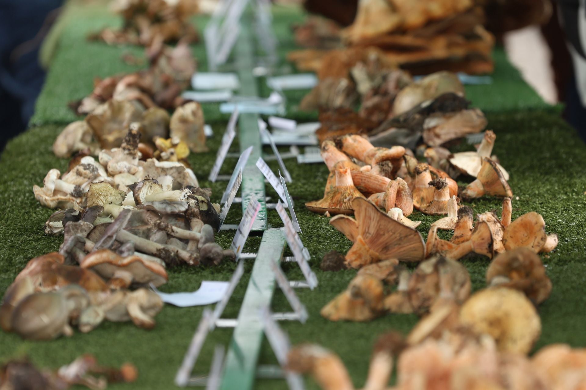La micología reina en el barrio de Loiola