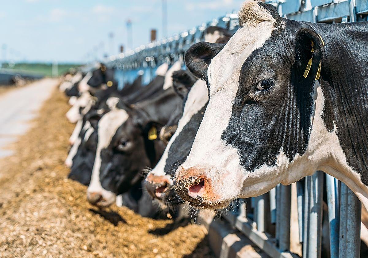 Euskadi tiene un problema de la leche: el «desplome lácteo» no frena y alcanza números nunca vistos en quince años