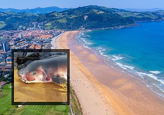 El cachalote hallado en el arenal de Zarautz.