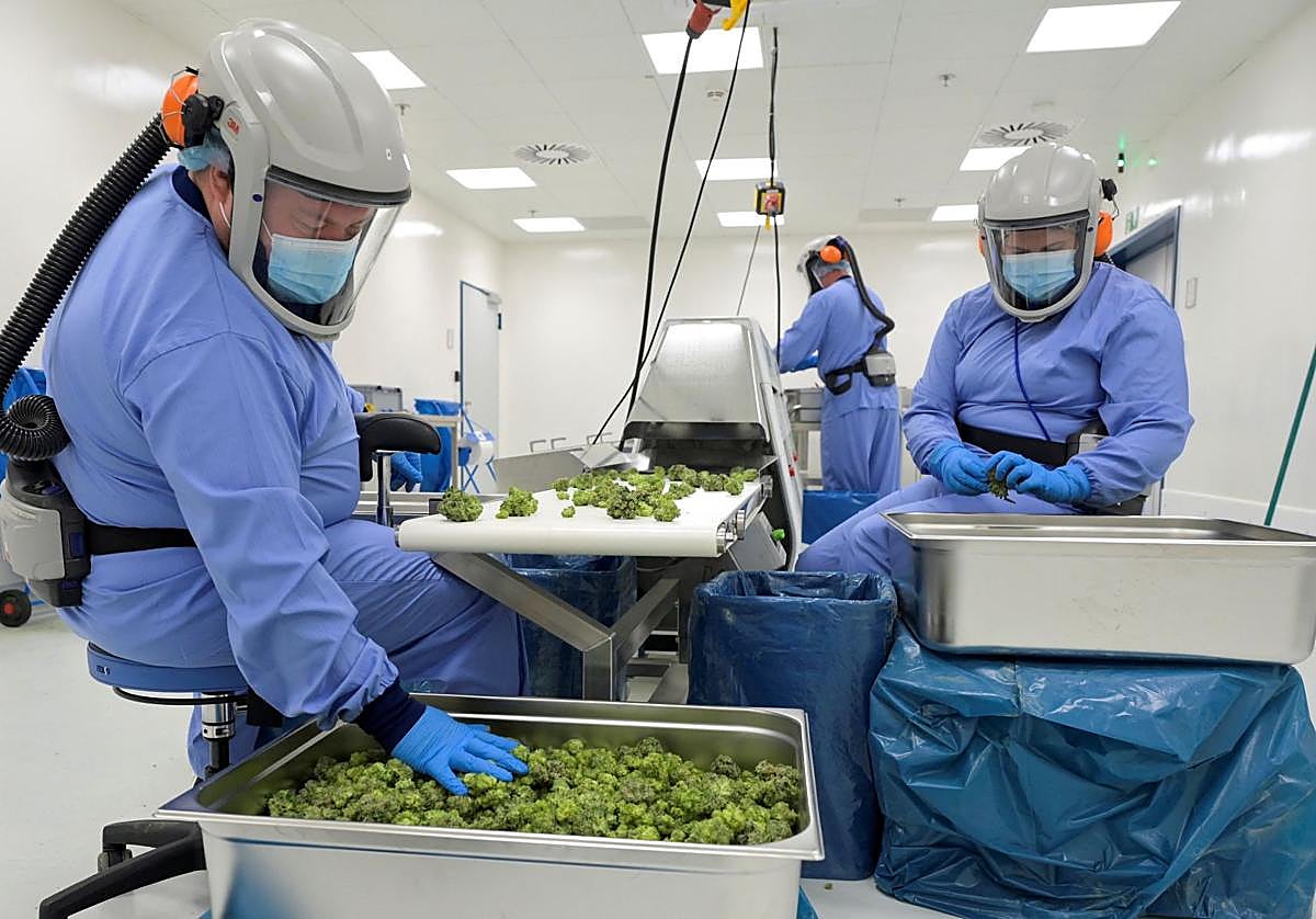 Varias personas manipulan flores de cannabis con fines terapéuticos.