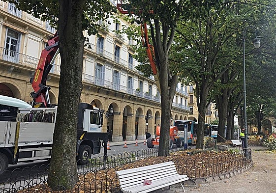 Se llevó a cabo ayer la tala de dos tilos en la plaza Gipuzkoa, en el marco del proyecto municipal de control del arbolado urbano. Esta intervención forma parte de las inspecciones periódicas que se realizan en la ciudad para prevenir riesgos en espacios especialmente sensibles como parques, colegios, paradas de autobús y zonas de alta afluencia peatonal.