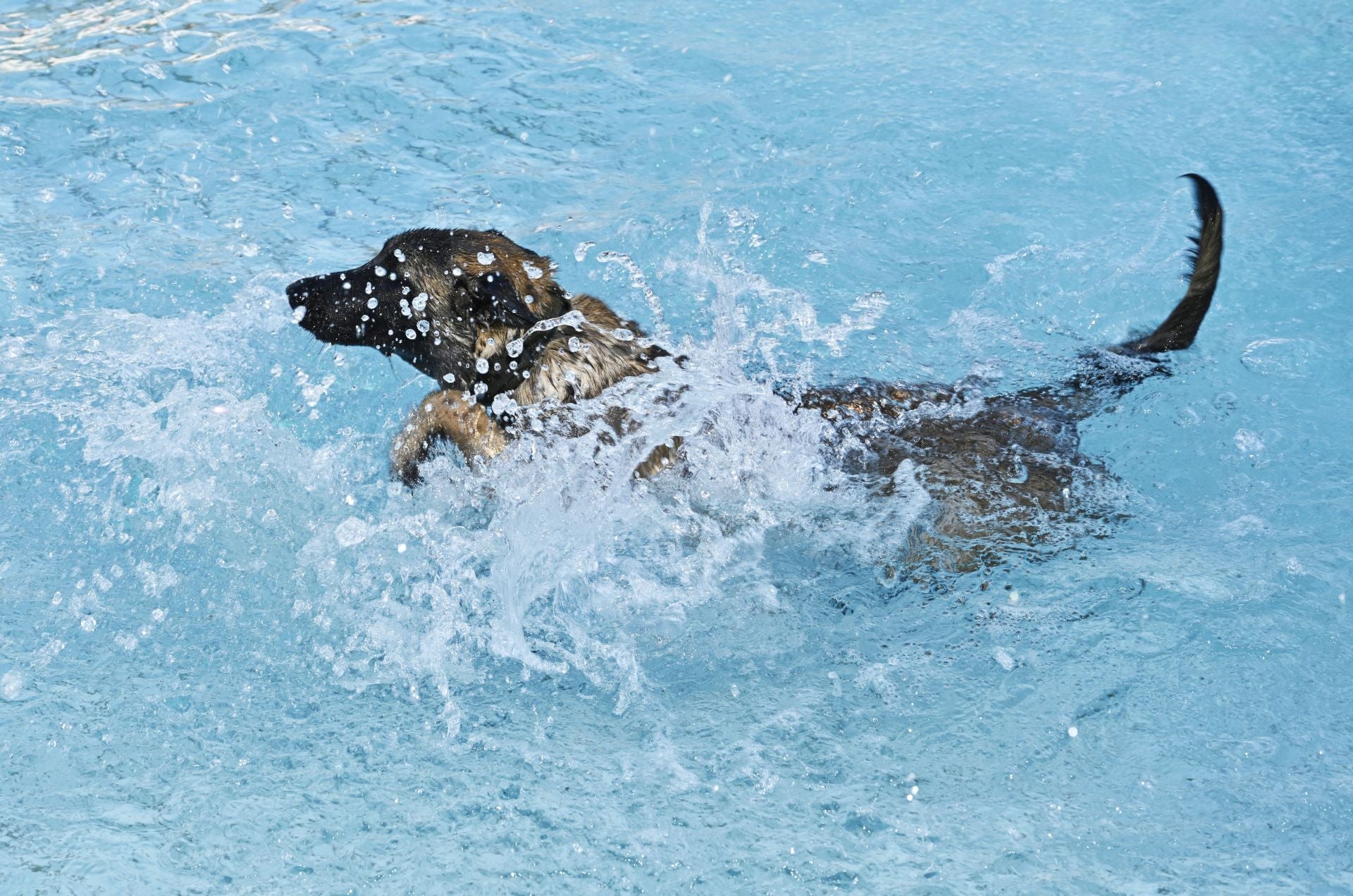 Los perros se adueñan de las piscinas de Eibar