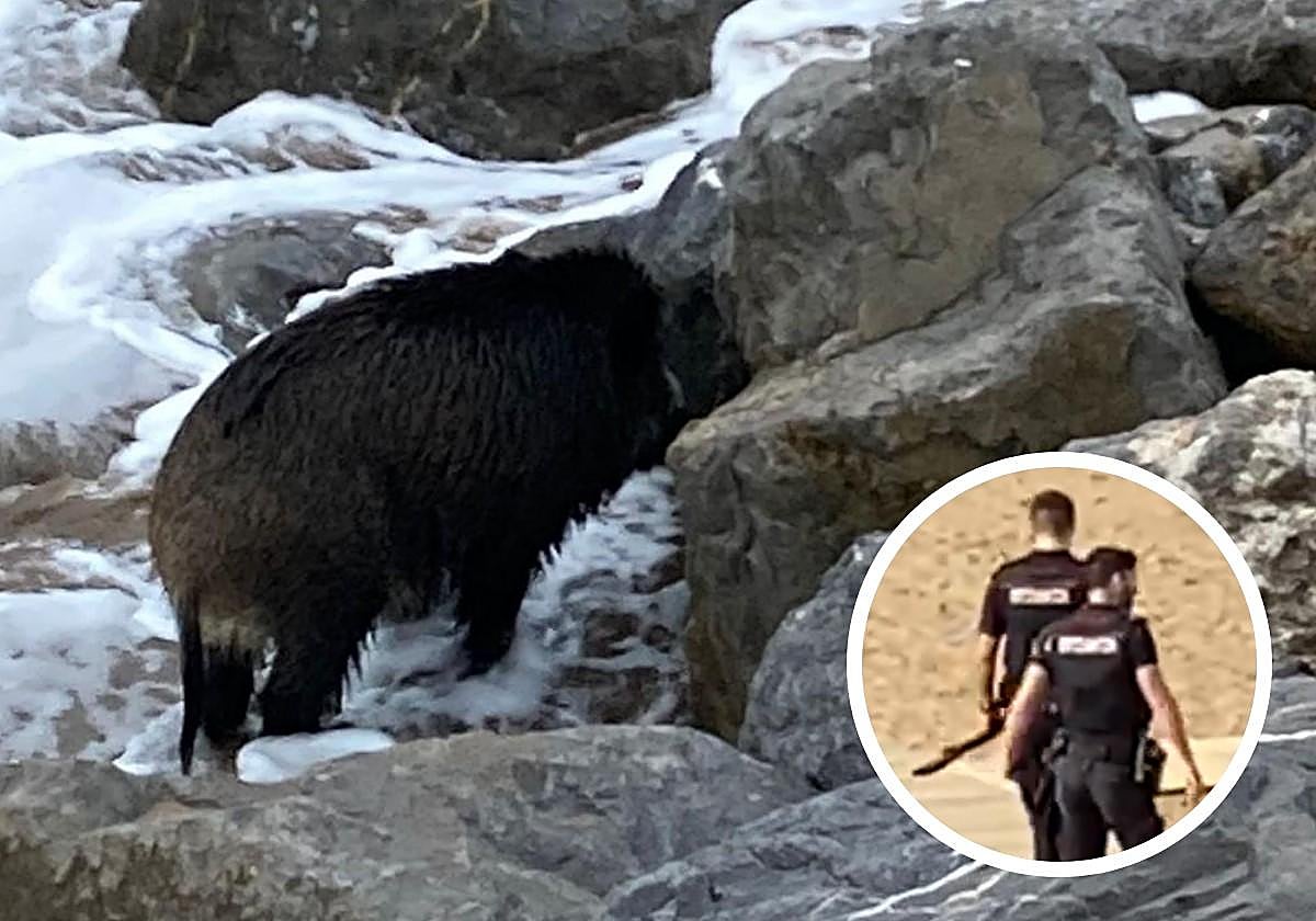 El jabalí que paseó ayer por la playa de Santiago de Zumaia y, en detalle, los agentes de la Ertzaintza que tuvieron que abatirlo.