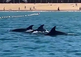 Grupo de delfines paseando frente a la Concha en San Sebastián