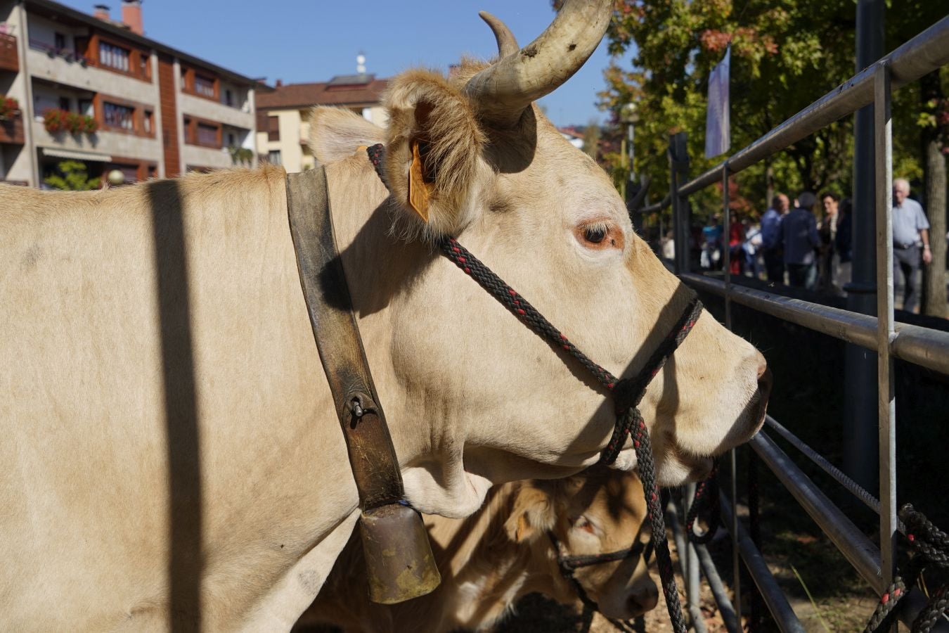 Tradición y sabor en Idiazabal