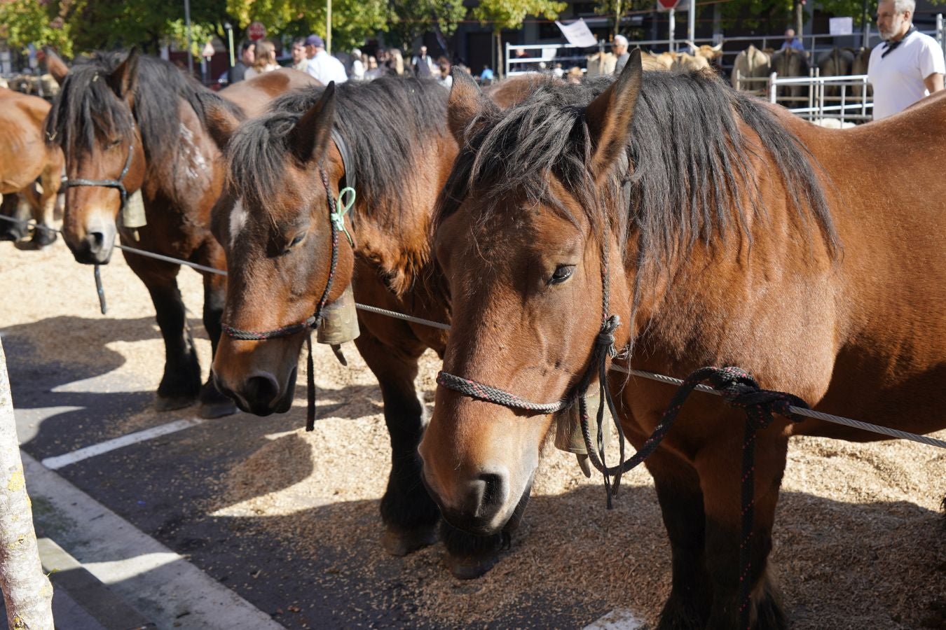Tradición y sabor en Idiazabal