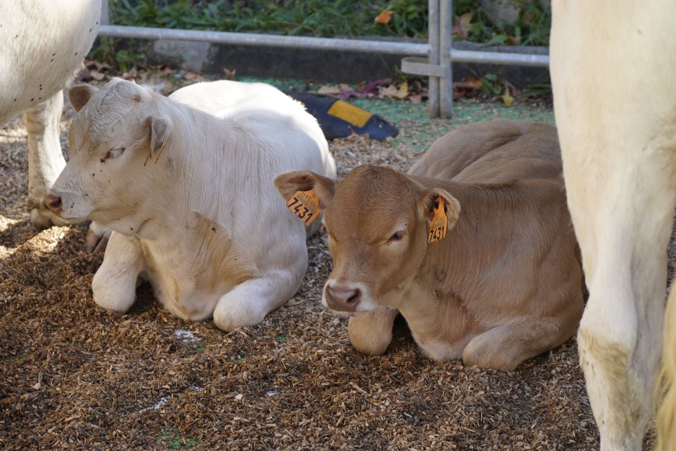 Tradición y sabor en Idiazabal