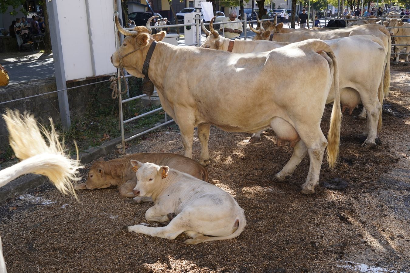 Tradición y sabor en Idiazabal