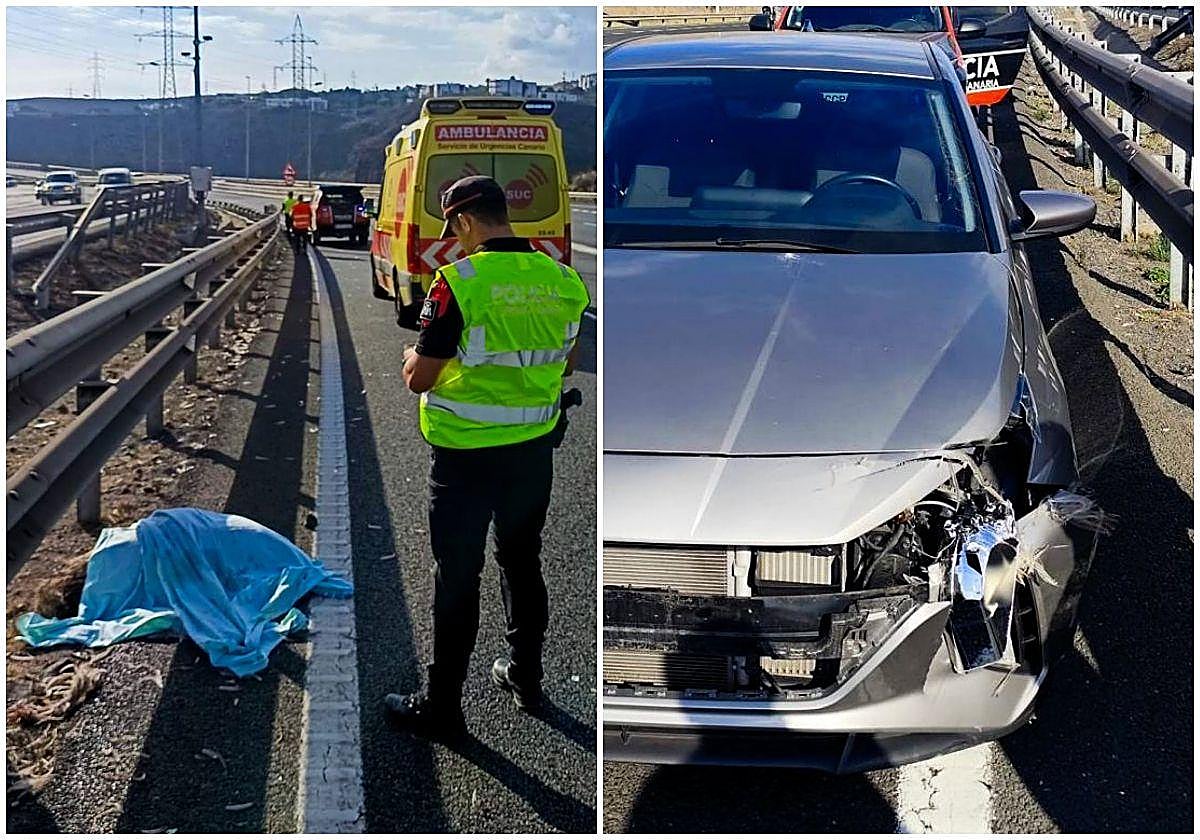 Un vecino de Canarias se lleva por delante con su coche al tercer pájaro más grande del mundo, primo del avestruz