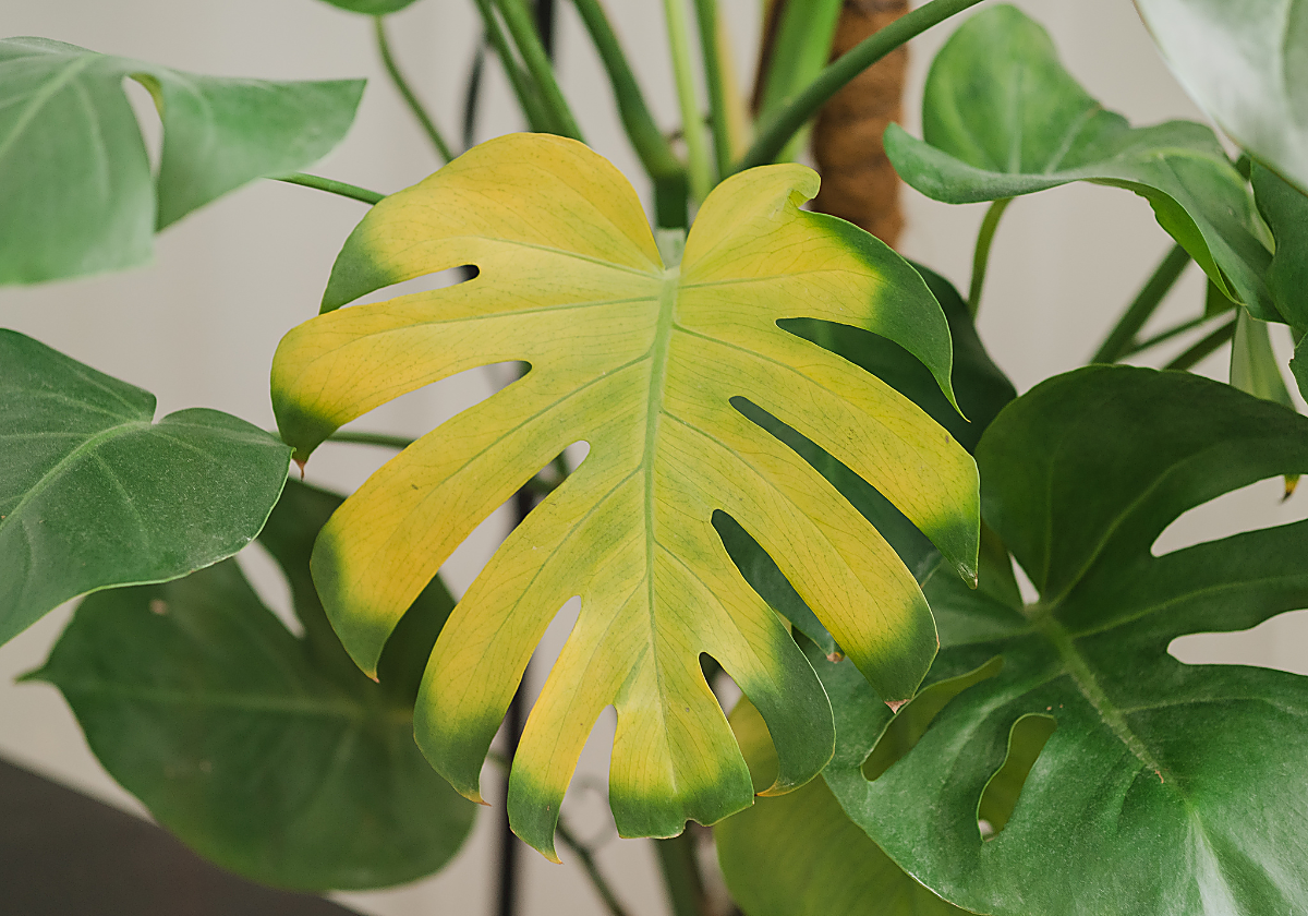 philodendron squamiferum Philodendron squamiferum main image 1