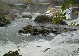 Un salmón remonta el Bidasoa a su paso por la localidad de Bera.