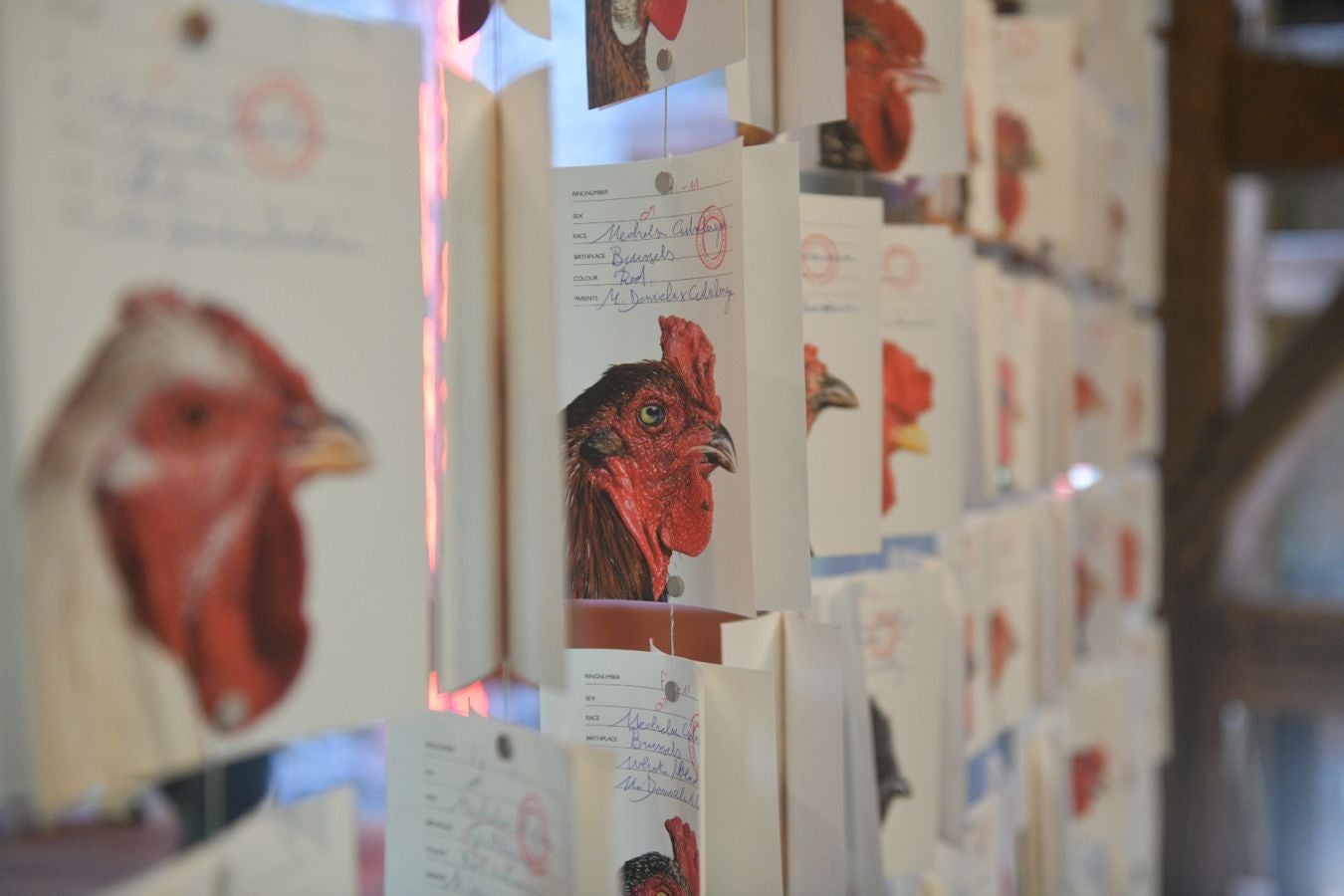 Las gallinas, en el epicentro de Chillida Leku