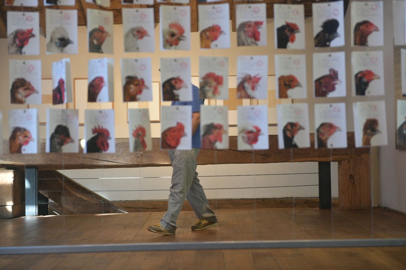 Las gallinas, en el epicentro de Chillida Leku