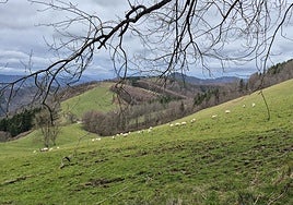 Un rebaño de ovejas pasta tranquilamente en el entorno de Larrarte.